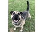 Adopt Nigel a Mastiff, Mixed Breed