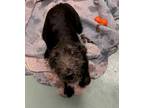 Adopt Vito a Standard Poodle, Cattle Dog