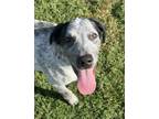 Adopt Valentino a Cattle Dog, Standard Poodle