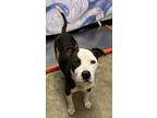 Adopt Otis a Pit Bull Terrier, Mixed Breed