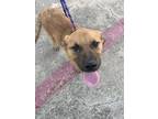 Adopt 55869065 a Shepherd, Mixed Breed