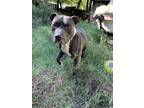 Adopt Blu a Pit Bull Terrier, Mixed Breed