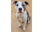 Adopt Igor a Pit Bull Terrier, Mixed Breed