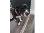 Adopt Oreo a Parson Russell Terrier, Mixed Breed