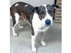 Adopt Cessna a Catahoula Leopard Dog, Mixed Breed