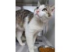 Adopt Mr. Feeny a Domestic Short Hair