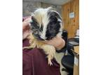 Adopt 55873481 a Guinea Pig
