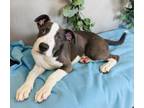 Adopt Trint a Pit Bull Terrier, Mixed Breed