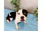 Adopt Victor a Boston Terrier, Mixed Breed