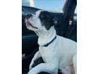 Adopt BOOKER a American Staffordshire Terrier