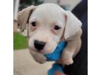 Adopt ANTONIO a American Staffordshire Terrier