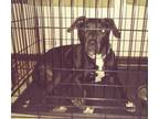 Adopt INK a American Staffordshire Terrier
