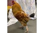 Adopt ROJO a Chicken