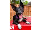 Adopt Rooster a Rat Terrier