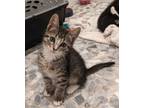 Adopt Ranger a Tabby, Domestic Medium Hair