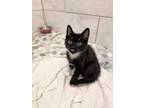 Adopt Pickles a Tabby, Domestic Medium Hair