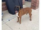 Adopt Tyson XI a Boxer