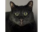 Adopt George of the Jungle a Domestic Short Hair