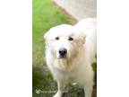 Adopt Blaze a Great Pyrenees, Mixed Breed
