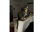 Adopt Tiger a Domestic Short Hair