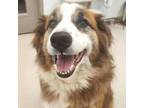 Adopt Max a Collie, Mixed Breed