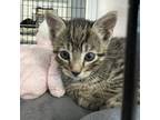 Adopt Rave a Domestic Short Hair