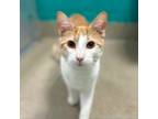 Adopt Teto a Domestic Short Hair