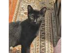 Adopt Mavis a Domestic Short Hair