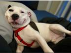 Adopt Dairy in Petersburg VA a Pit Bull Terrier