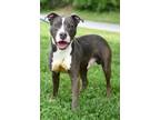 Adopt Xan a Pit Bull Terrier, Hound