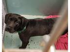 Adopt Oscar a Labrador Retriever, Hound