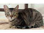 Adopt Grayson a Domestic Short Hair