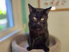 Adopt Binx a Domestic Short Hair