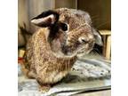 Adopt Gideon a Mini Lop