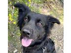 Adopt Pidgey a Border Collie