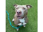 Adopt Ryder - Cross Posting a Pit Bull Terrier