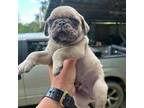 Pug Puppy for sale in Waynesboro, MS, USA