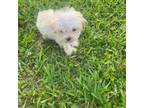 Maltipoo Puppy for sale in Loxley, AL, USA