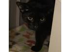 Adopt Jet Eye a Domestic Short Hair