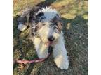 Old English Sheepdog Puppy for sale in Dieterich, IL, USA