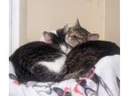 Adopt Larry and Moesha a Domestic Short Hair