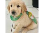 Golden Retriever Puppy for sale in Coral Springs, FL, USA