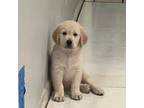 Golden Retriever Puppy for sale in Coral Springs, FL, USA