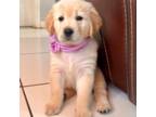 Golden Retriever Puppy for sale in Coral Springs, FL, USA