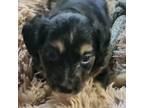 Aussiedoodle Puppy for sale in New Providence, PA, USA