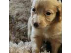 Aussiedoodle Puppy for sale in New Providence, PA, USA