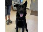 Adopt Bear a German Shepherd Dog, Black Labrador Retriever