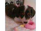 Dachshund Puppy for sale in Westpoint, TN, USA
