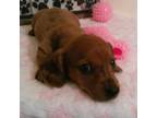 Dachshund Puppy for sale in Westpoint, TN, USA