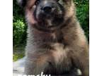 Buggs Puppy for sale in Hudson, FL, USA